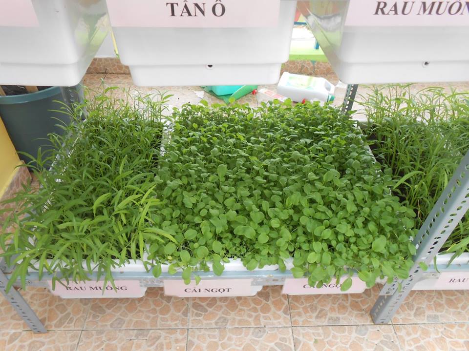 trồng rau sạch tại nhà bằng chậu trồng rau thong minh kiểu Nhật Bản