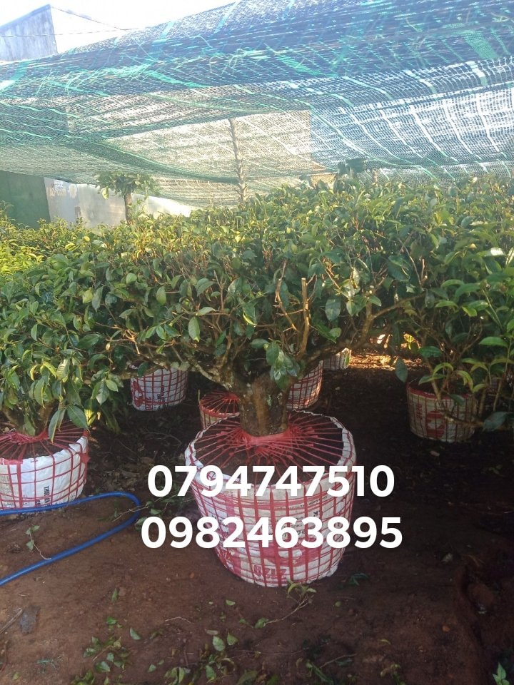Địa chỉ bán cây trà xanh TPHCM