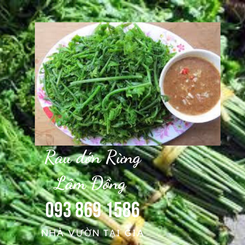 Rau dớn rau rừng Lâm Đồng đặc sản cao nguyên vua của các loại rau rừng tự nhiên