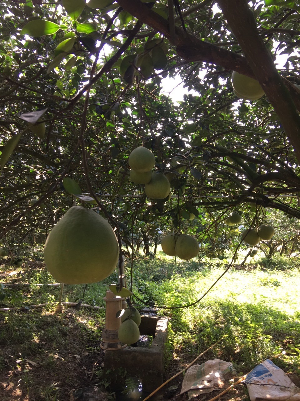 Bưởi da xanh Lâm Đồng thùng 10 trái không thuốc trừ sâu trồng theo hướng hữu cơ sinh học tự nhiên 