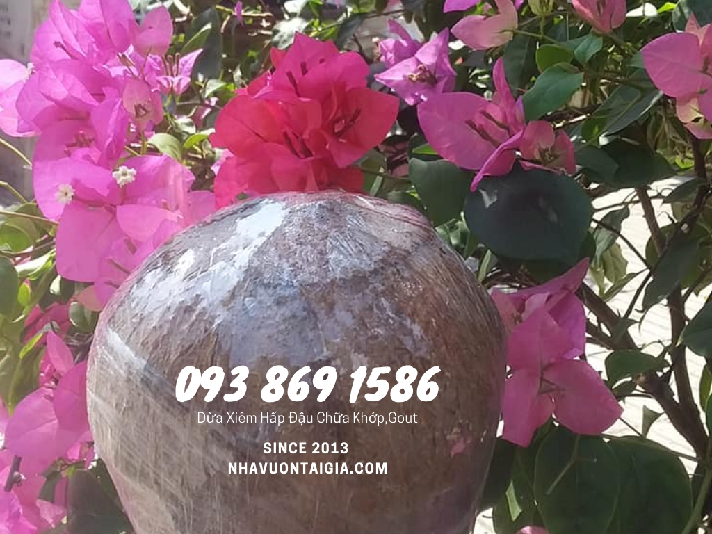 Coconut bean Dừa xiêm hấp đậu since 2013 chữa đau nhức xương khớp Gout tại nhà