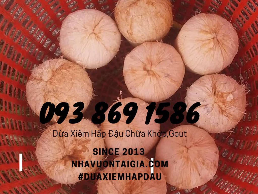 Coconut bean Dừa xiêm hấp đậu since 2013 chữa đau nhức xương khớp Gout tại nhà