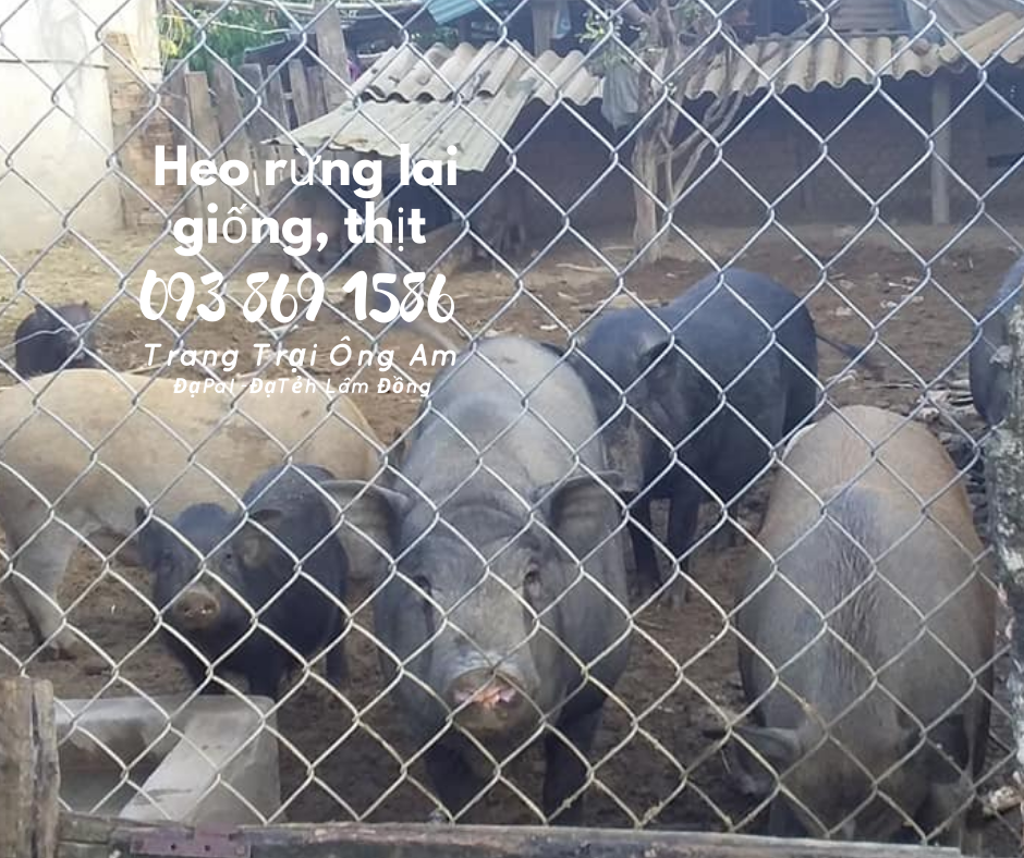 Heo (lợn) rừng lai giống - bán heo rừng lai F1 Trại Heo rừng Ông Am Lâm Đồng 