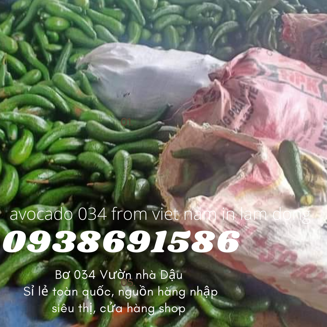  Cách ủ bơ 034 034 From Viet Nam in Lam Dong