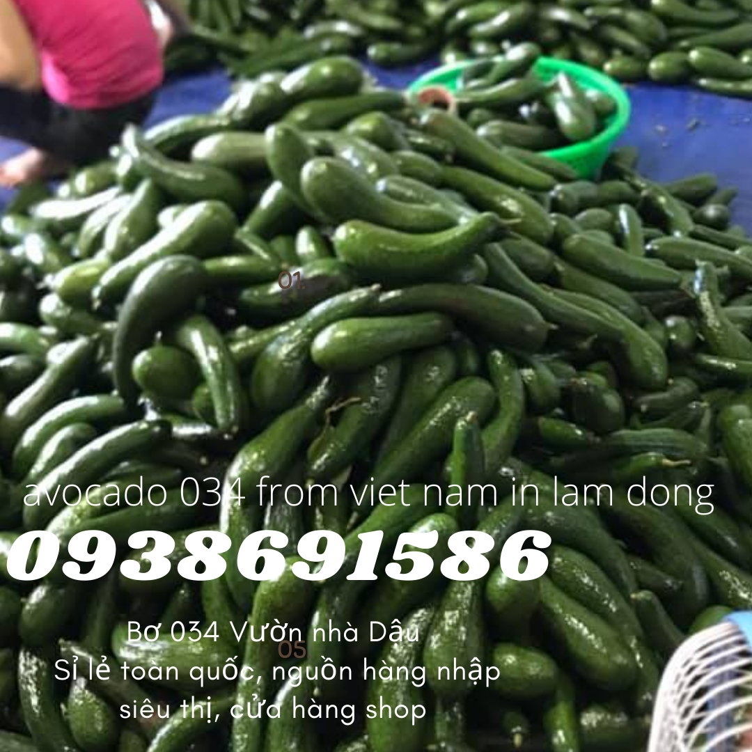 Cách ủ bơ 034 034 From Viet Nam in Lam Dong