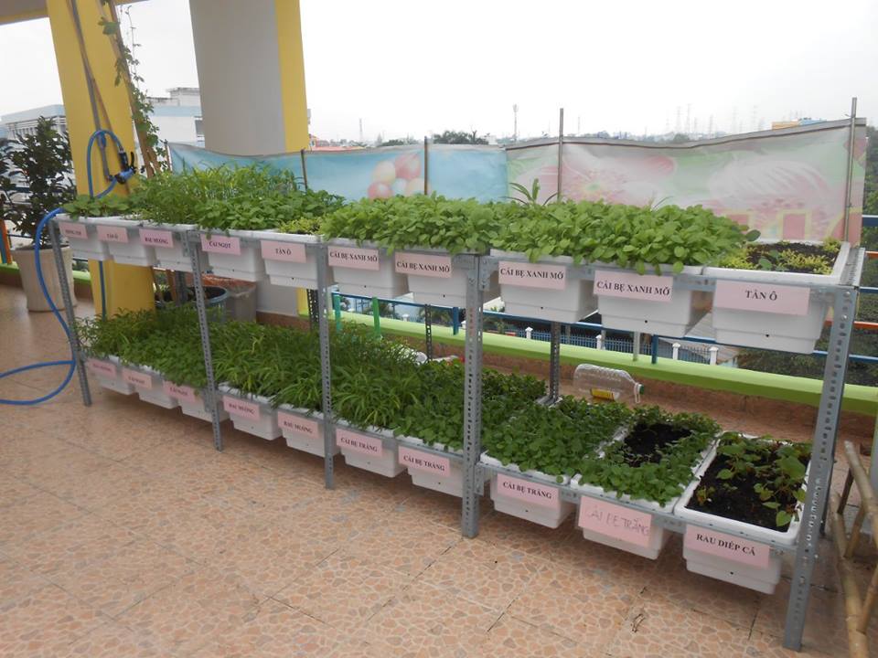 trồng rau sạch tại nhà bằng chậu trồng rau thong minh kiểu Nhật Bản