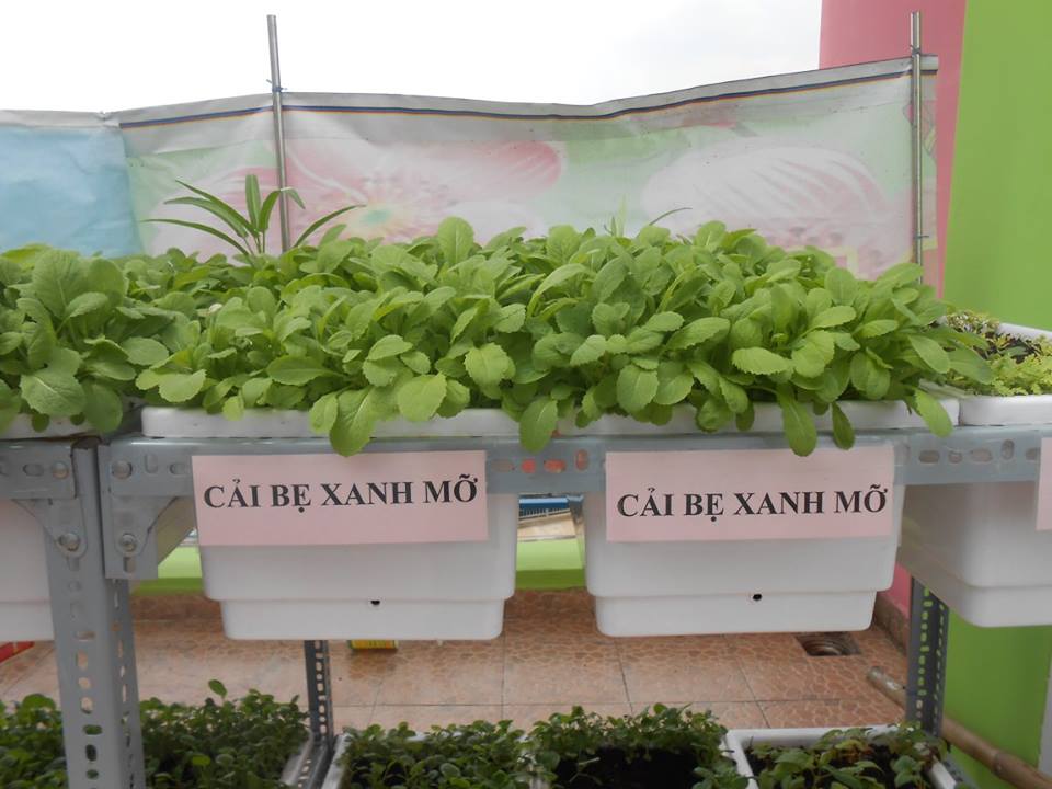trồng rau sạch tại nhà bằng chậu trồng rau thong minh kiểu Nhật Bản
