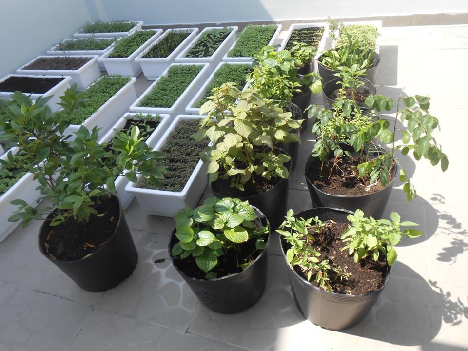 chậu trồng rau sạch thông minh nhavuontaigia0903359 588