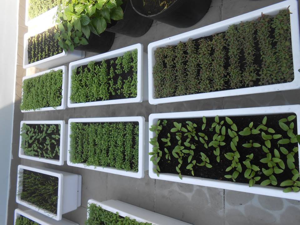 chậu trồng rau sạch thông minh nhavuontaigia0903359 588