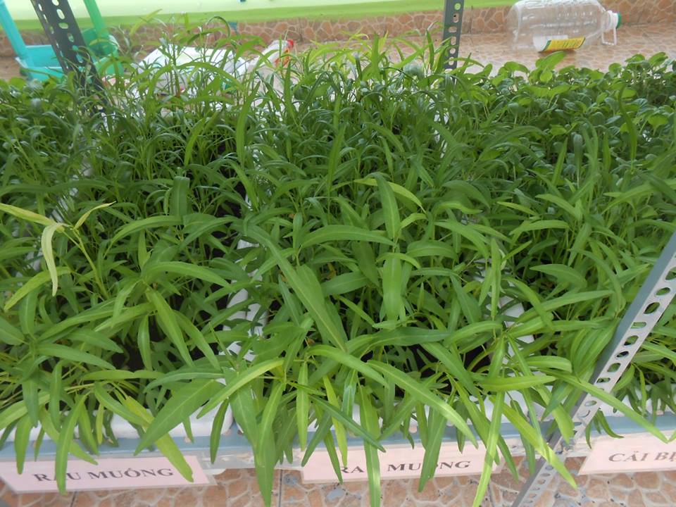 trồng rau sạch tại nhà bằng chậu trồng rau thong minh kiểu Nhật Bản