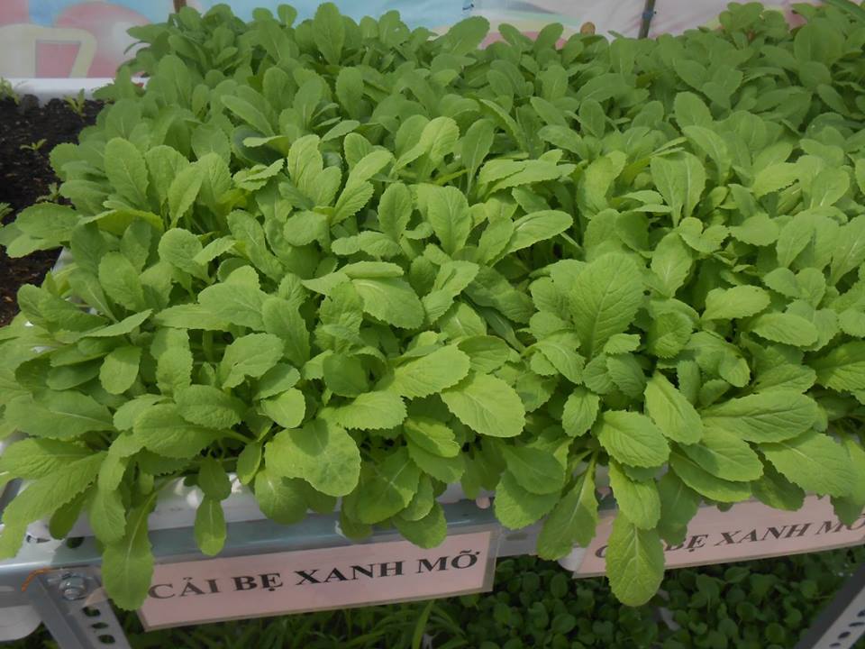 trồng rau sạch tại nhà bằng chậu trồng rau thong minh kiểu Nhật Bản