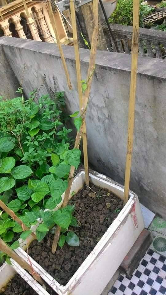 Vườn Rau nhà anh Minh Trung, Hà Nội
