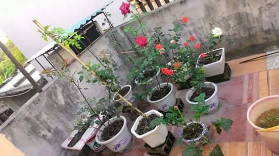Vườn Rau nhà anh Minh Trung, Hà Nội