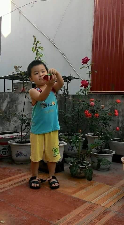 Vườn Rau nhà anh Minh Trung, Hà Nội