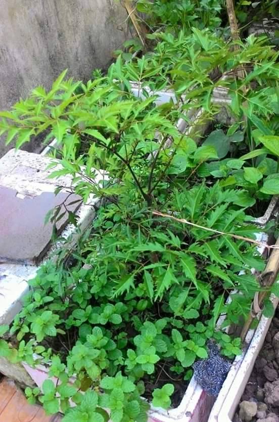 Vườn Rau nhà anh Minh Trung, Hà Nội