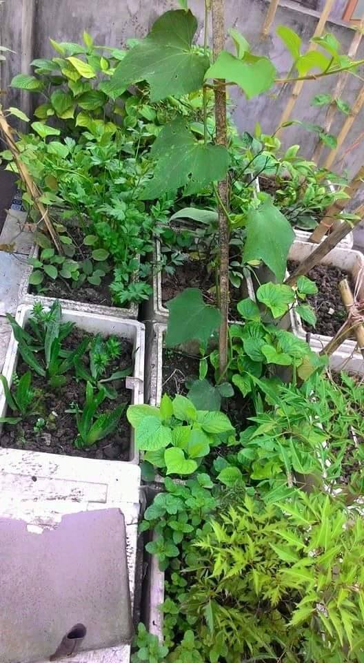 Vườn Rau nhà anh Minh Trung, Hà Nội