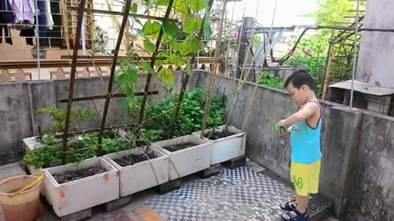 Vườn Rau nhà anh Minh Trung, Hà Nội