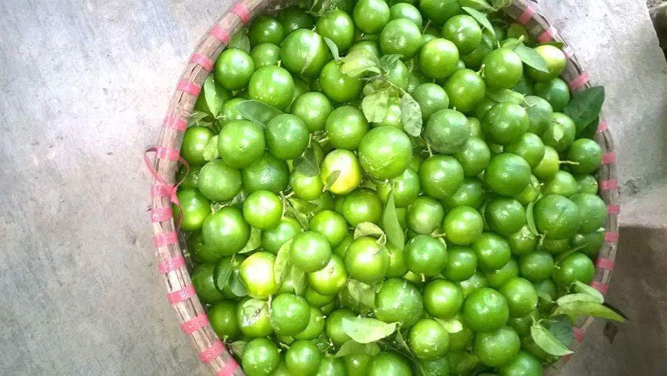 GIẢM CÂN BẰNG CHANH GIẢM CÂN BẰNG MẬT ONG RỪNG NGUYÊN CHÂT