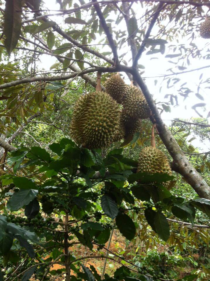 Sầu riêng sạch Đạ Teh