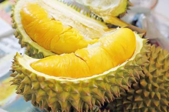 Sầu Riêng chín cây ở Đạ Tẻh- lâm Đồng