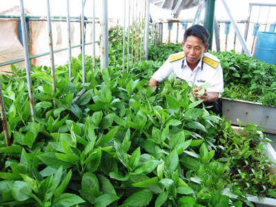 Rau Hữu cơ