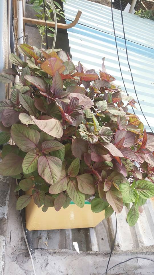 trồng rau bằng phương pháp giâm cành