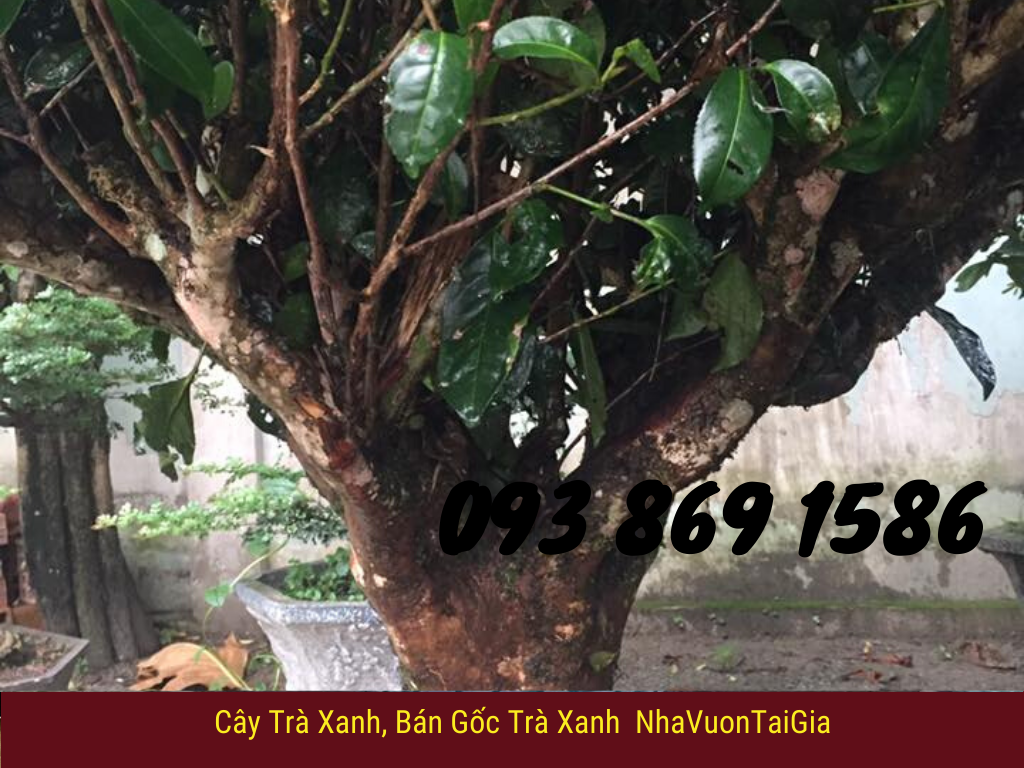  cây chè bonsai bán gốc trà xanh cây trà xanh cây Cảnh gốc trà xanh cổ thụ