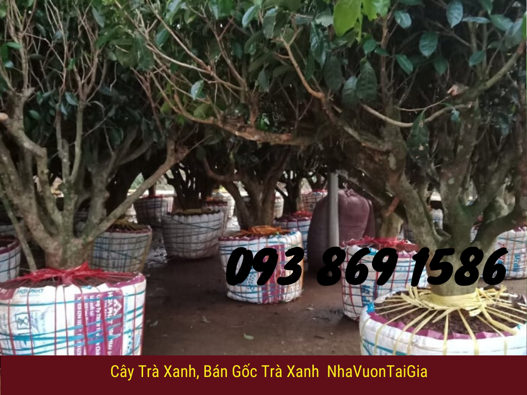  cây chè bonsai bán gốc trà xanh cây trà xanh cây Cảnh gốc trà xanh cổ thụ