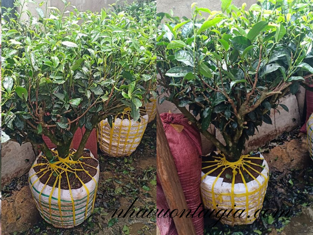 Cây chè bonsai bán gốc trà xanh cây trà xanh cây cảnh gốc trà xanh cổ thụ
