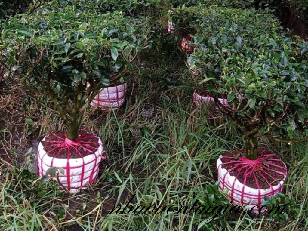 Bán Gốc Trà xanh cổ thụ, cây chè bonsai 20 năm tuổi 