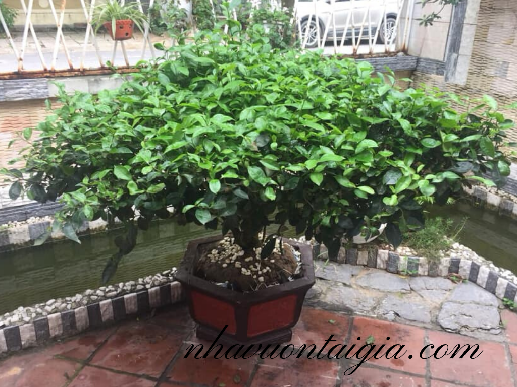Cây chè bonsai bán gốc trà xanh cây trà xanh cây cảnh gốc trà xanh cổ thụ