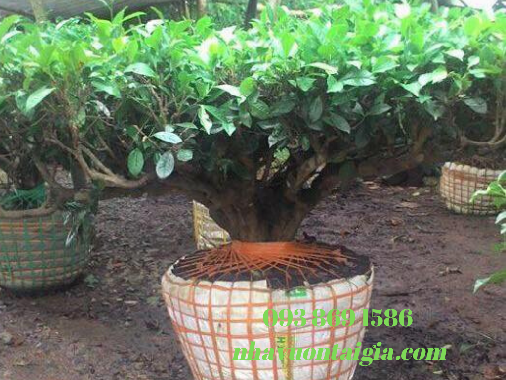 Bán cây chè xanh cổ thụ cây chè cảnh đẹp khuôn viên, bonsai, làm cảnh quan