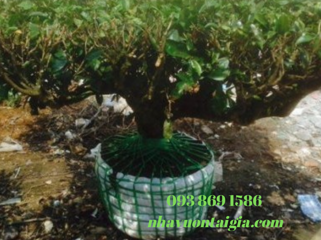 Bán cây chè xanh cổ thụ cây chè cảnh đẹp khuôn viên, bonsai, làm cảnh quan