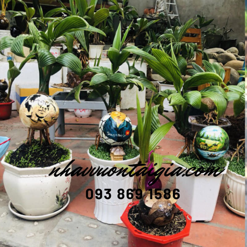 Dừa bon sai, dừa kiểng bonsai, cây dừa bonsai hình chuột