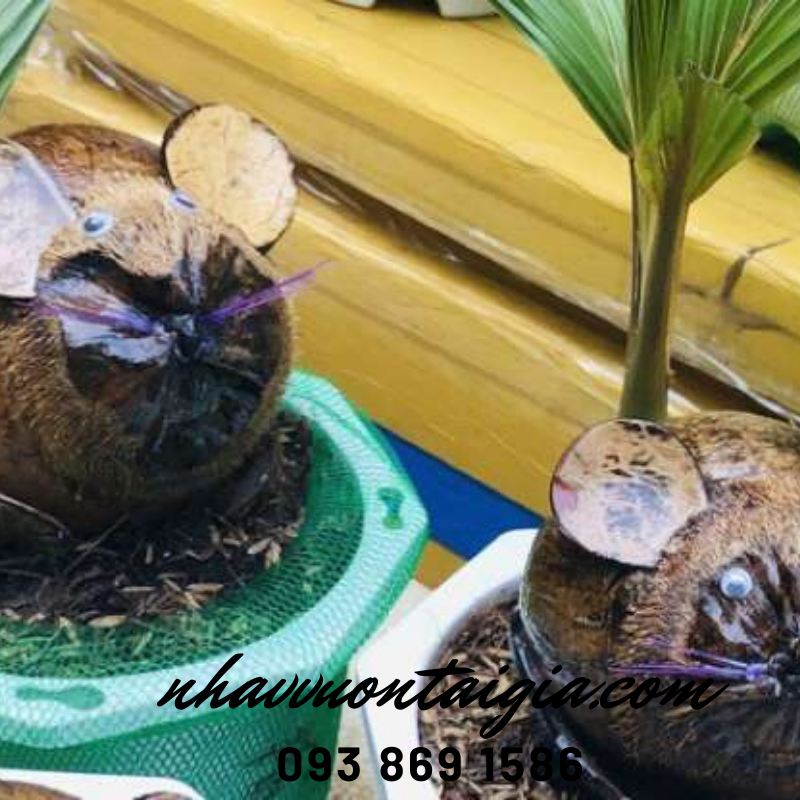 Dừa bon sai, dừa kiểng bonsai, cây dừa bonsai hình chuột