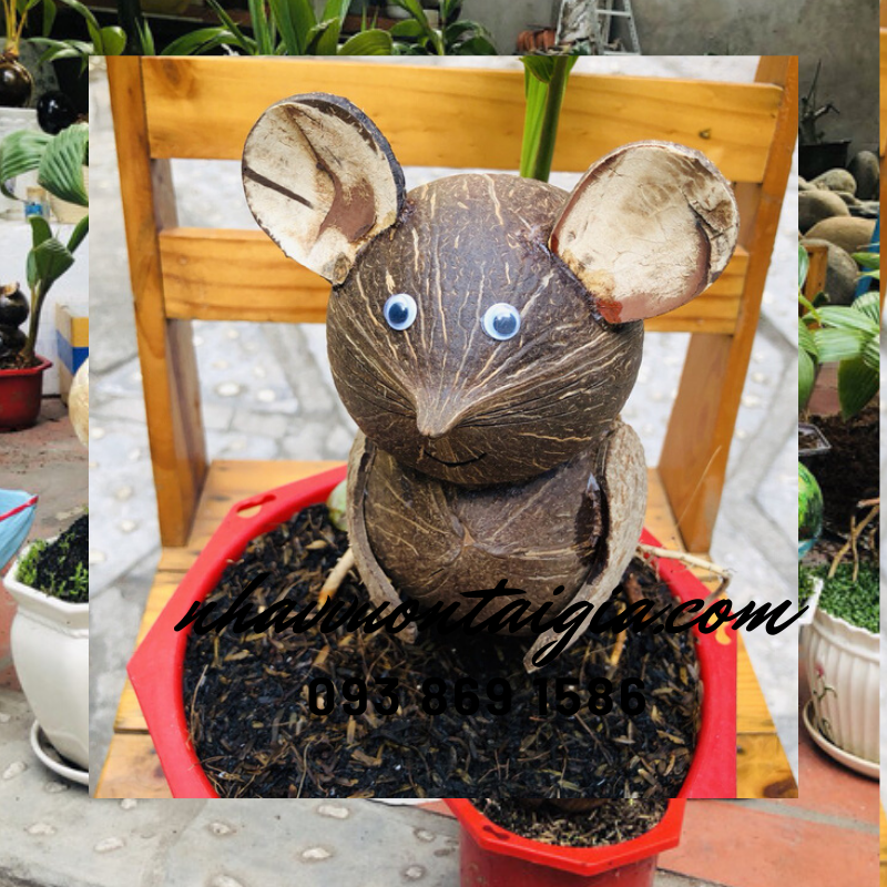 Dừa bon sai, dừa kiểng bonsai, cây dừa bonsai hình chuột
