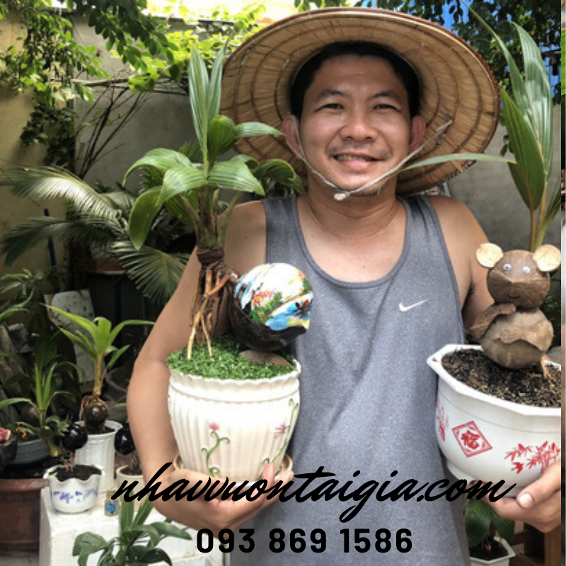 Dừa bon sai, dừa kiểng bonsai, cây dừa bonsai hình chuột