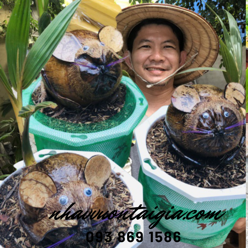 Dừa bon sai, dừa kiểng bonsai, cây dừa bonsai hình chuột
