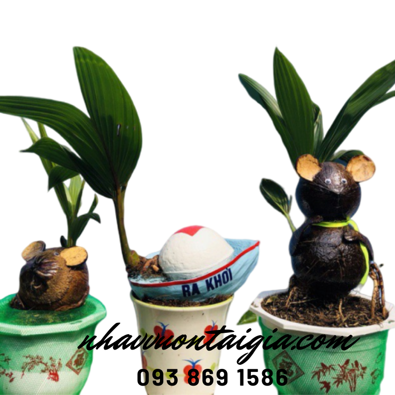 Dừa bon sai, dừa kiểng bonsai, cây dừa bonsai hình chuột