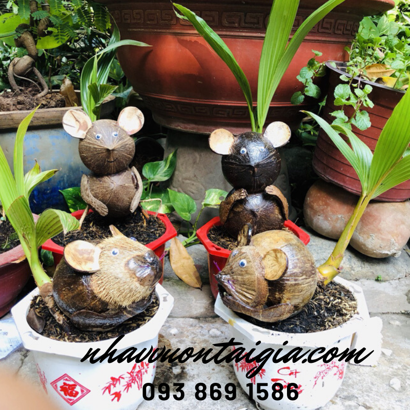 Dừa bon sai, dừa kiểng bonsai, cây dừa bonsai hình chuột