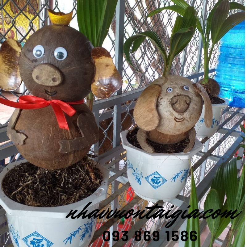 Dừa bon sai, dừa kiểng bonsai, cây dừa bonsai hình chuột