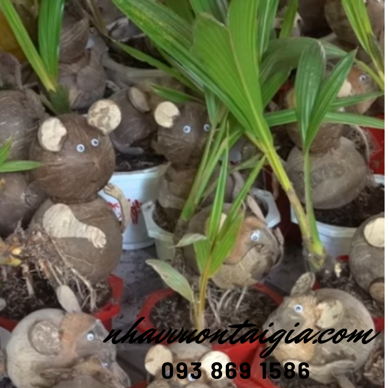 Dừa bon sai, dừa kiểng bonsai, cây dừa bonsai hình chuột
