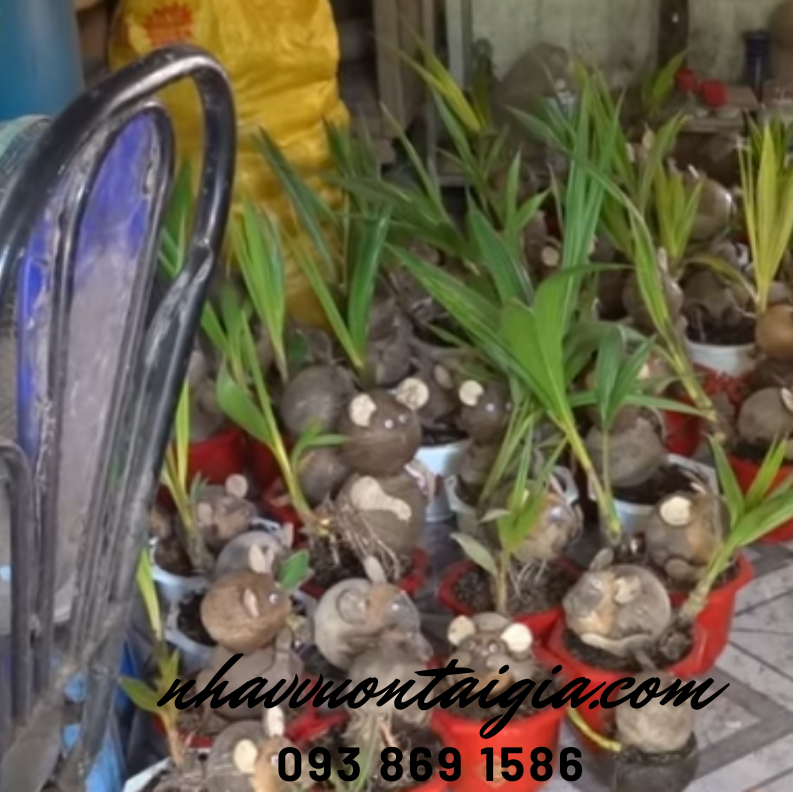 Dừa bon sai, dừa kiểng bonsai, cây dừa bonsai hình chuột