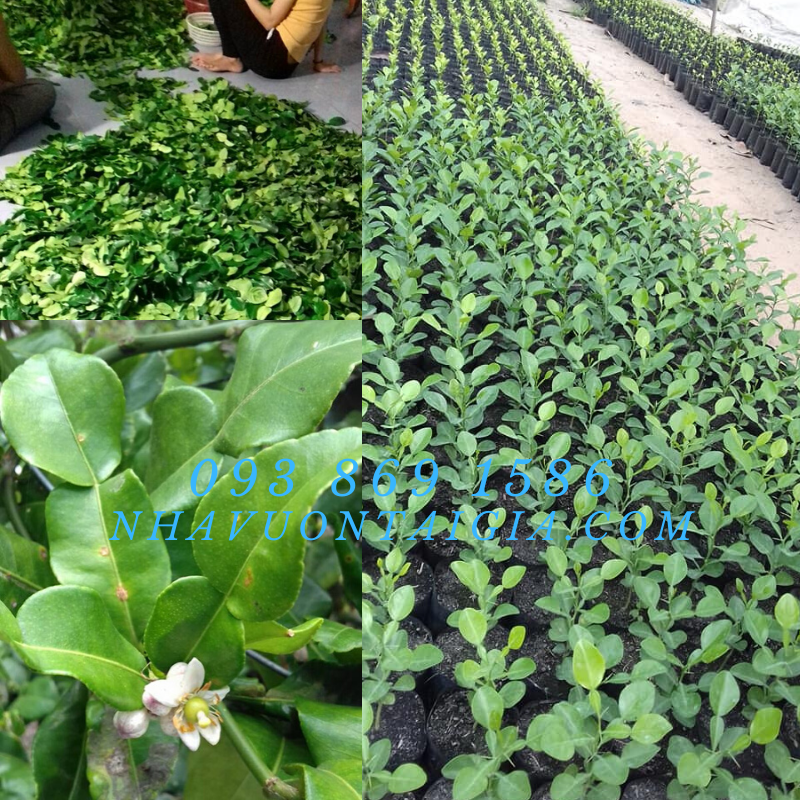 Tinh dầu chúc, tinh dầu trái chúc Tri Tôn An Giang (Chanh Thái)