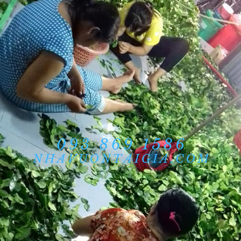 Tinh dầu chúc, tinh dầu trái chúc Tri Tôn An Giang (Chanh Thái)