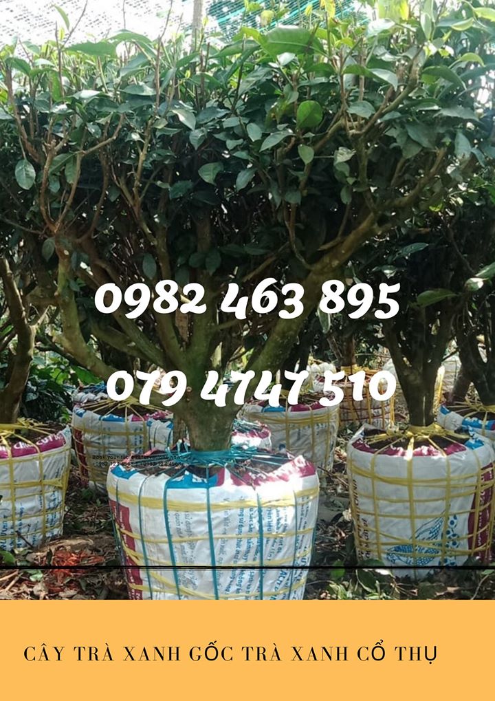 Địa chỉ bán cây trà xanh TPHCM