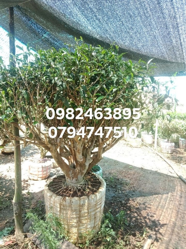 Địa chỉ bán cây trà xanh TPHCM