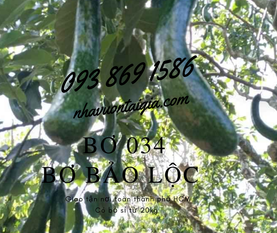 bo-034-loai-1-bo-bao-loc-lam-dong