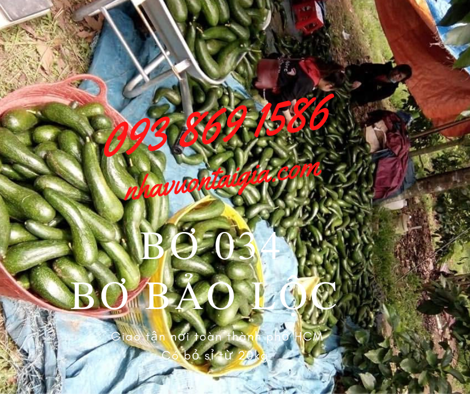 bo-034-loai-1-bo-bao-loc-lam-dong