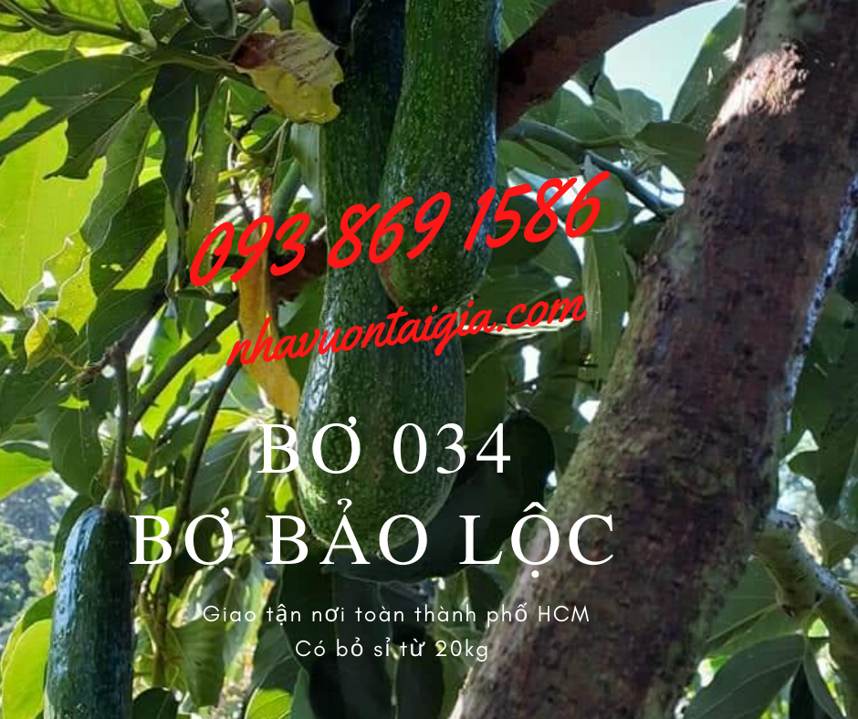 bo-034-loai-1-bo-bao-loc-lam-dong